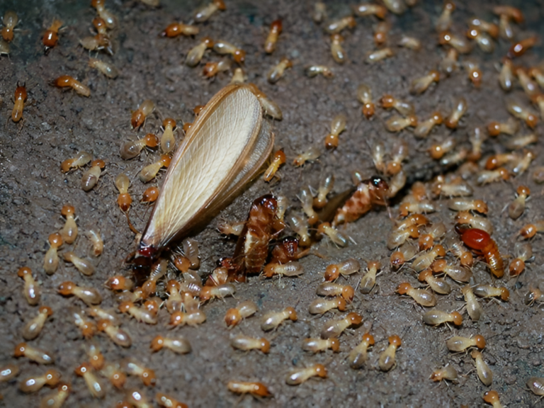 Swarm of flying termites in Harare after November rains